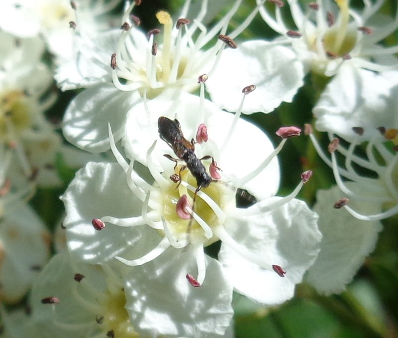 Cerambycidae: Brachypteroma ottomanum